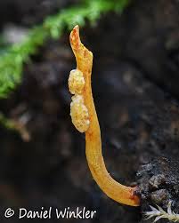 Attēlu rezultāti vaicājumam “Cordyceps”
