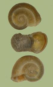 Attēlu rezultāti vaicājumam “Planorbidae”