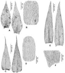 Attēlu rezultāti vaicājumam “Rhynchostegiella tenella”