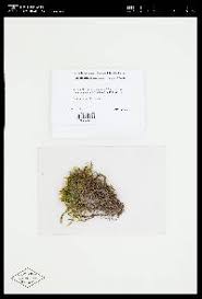 Attēlu rezultāti vaicājumam “Pseudocalliergon turgescens”