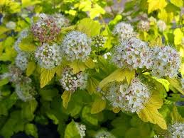 Attēlu rezultāti vaicājumam “Physocarpus opulifolius”