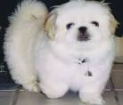 PEKINGESE Dog Breeds