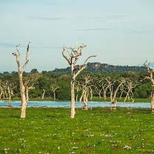 Image result for Яла заповедник