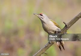 Attēlu rezultāti vaicājumam “Picus canus female”
