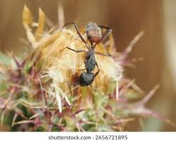 Attēlu rezultāti vaicājumam “Camponotus herculeanus”