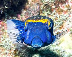 Attēlu rezultāti vaicājumam “Meleagris male”