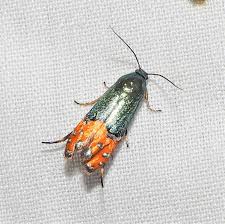 Attēlu rezultāti vaicājumam “Glyphipterigidae”