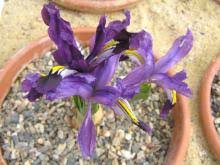 Attēlu rezultāti vaicājumam “Iris rosenbachiana flower”