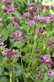 Attēlu rezultāti vaicājumam “Astrantia major flower”
