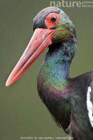 Attēlu rezultāti vaicājumam “Ciconia nigra”