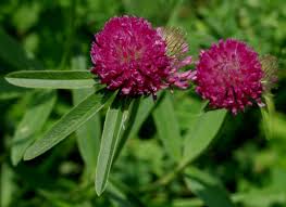 Attēlu rezultāti vaicājumam “Trifolium alpestre”
