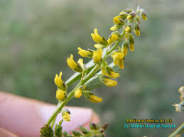 Attēlu rezultāti vaicājumam “Melilotus wolgicus”