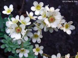 Attēlu rezultāti vaicājumam “Saxifraga cymbalaria flower”