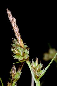 Attēlu rezultāti vaicājumam “Carex pilulifera”