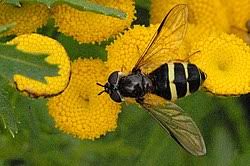 Attēlu rezultāti vaicājumam “Dasysyrphus tricinctus”