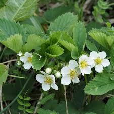Attēlu rezultāti vaicājumam “Fragaria viridis flower”