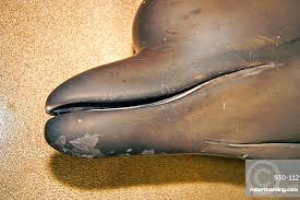 Image result for Hyperoodon ampullatus