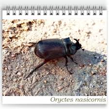 Attēlu rezultāti vaicājumam “Oryctes nasicornis male”