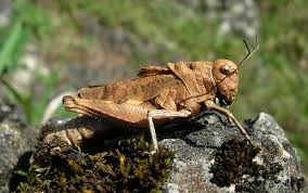 Attēlu rezultāti vaicājumam “Psophus stridulus”