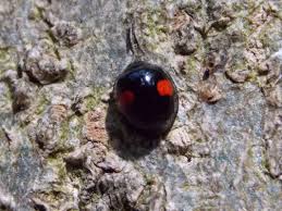 Attēlu rezultāti vaicājumam “Chilocorus renipustulatus”