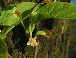 Attēlu rezultāti vaicājumam “Schisandra chinensis flower”