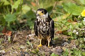 Attēlu rezultāti vaicājumam “Falco subbuteo adult”