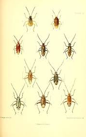 Attēlu rezultāti vaicājumam “Pantilius tunicatus”