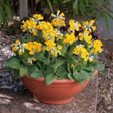 Attēlu rezultāti vaicājumam “Primula veris fruit”