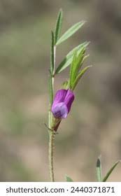 Attēlu rezultāti vaicājumam “Vicia lathyroides”