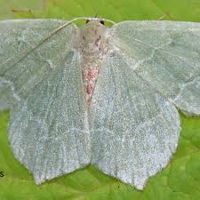 Attēlu rezultāti vaicājumam “Hemithea aestivaria”