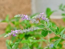 Attēlu rezultāti vaicājumam “Arthonia byssacea”