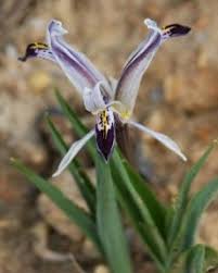 Attēlu rezultāti vaicājumam “Iris rosenbachiana flower”