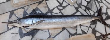 Attēlu rezultāti vaicājumam “Belone belone”