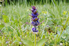 Attēlu rezultāti vaicājumam “Ajuga genevensis flower”