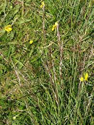 Attēlu rezultāti vaicājumam “Helictotrichon pratense”