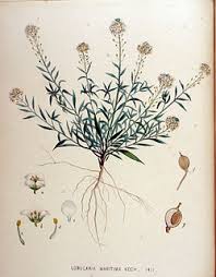 Attēlu rezultāti vaicājumam “Lobularia maritima”