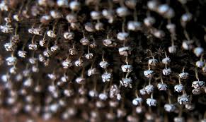 Attēlu rezultāti vaicājumam “Badhamiopsis macrospora macro”