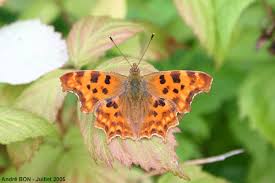 Attēlu rezultāti vaicājumam “Polygonia c-album upperside”