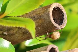 Attēlu rezultāti vaicājumam “Anyphaena accentuata male”