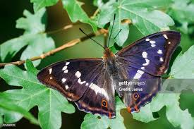 Attēlu rezultāti vaicājumam “Apatura iris”