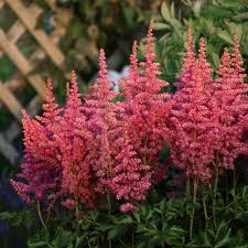 Image result for Astilbe