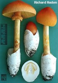 Attēlu rezultāti vaicājumam “Amanita”