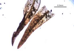 Attēlu rezultāti vaicājumam “Schistidium dupretii”