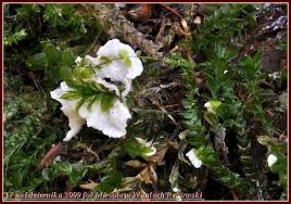 Attēlu rezultāti vaicājumam “Rimbachia neckerae”