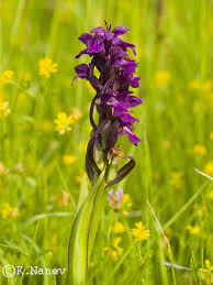 Attēlu rezultāti vaicājumam “Dactylorhiza russowii bud”