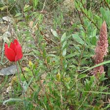 Attēlu rezultāti vaicājumam “Orobanche elatior bud”