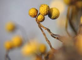 Attēlu rezultāti vaicājumam “Cribraria intricata macro”