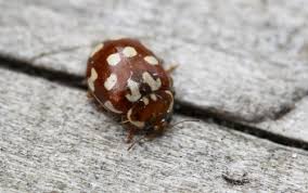 Attēlu rezultāti vaicājumam “Myrrha octodecimguttata”