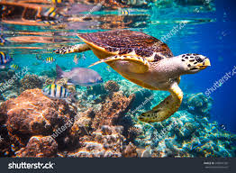 Image result for Eretmochelys imbricata