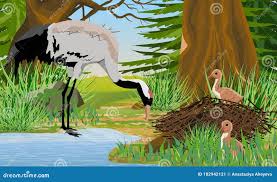 Attēlu rezultāti vaicājumam “Grus grus nest”